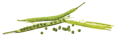 Companion Gold pods
