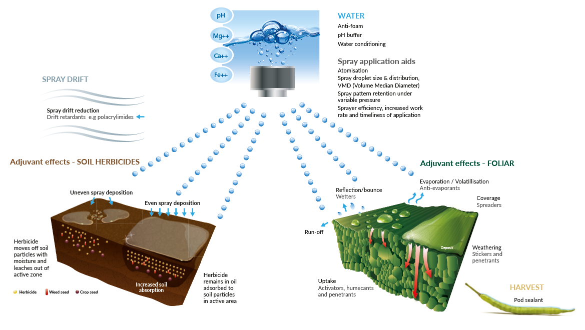 How adjuvants work