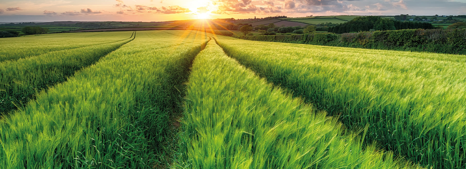 Technically innovative adjuvants and application aids